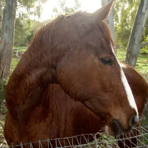 Garder votre chat ou votre chien