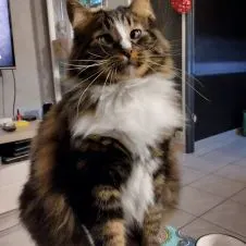 Bonjour j aime beaucoup les animaux