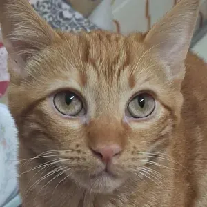 Estoy buscando un cuidador de mascotas cerca de mí