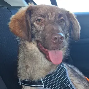 Cherche pet sitter a mon domicile 