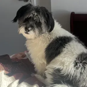 Position for a Petsitter in Viseu