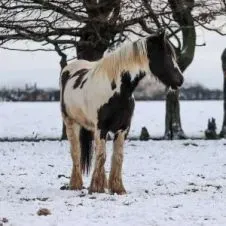 Recherche garde d'animaux le week-end