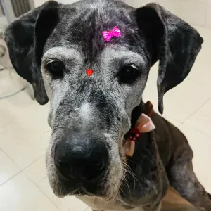 Dog Sitting ao domicílio (Azeitão) para Dogue Alemão Sénior