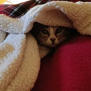 Sempre tive animais de companhia!