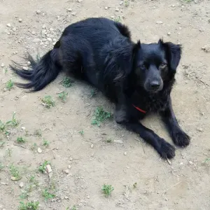 Cerco servizio di pulizia domestico grazie