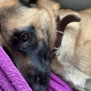 Disponible pour promener votre chien.