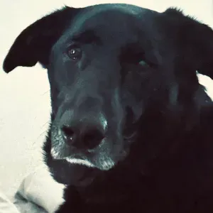 A la recherche d un pet sitter pour ma chienne 