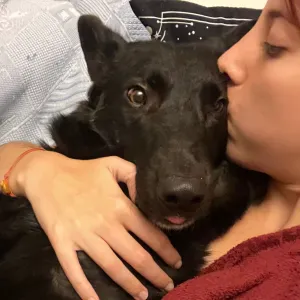 Pet sitting and company for all the animals 