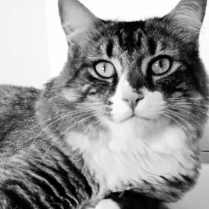 Garde chat et chien situé à Lyon 