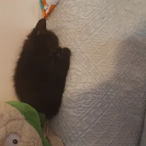 Babysitter na zona da Mealhada