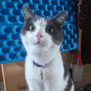 cherche un.e petsitteur