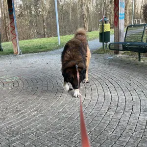 promenades chien Luxembourg