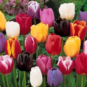 Auxiliaire de Vie – Accompagnement avec bienveillance