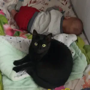 Cerco una donna delle pulizie 