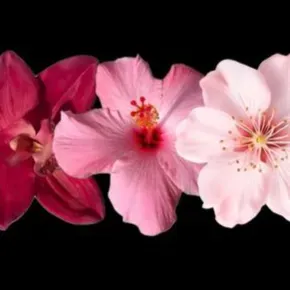 Prof particulière lycéenne pour collégiens