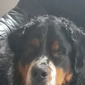 A la recherche d un petsitter