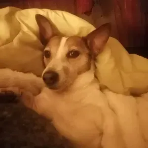 Recherche pet-sitting sur Paris