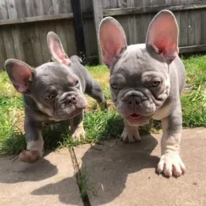 soyer tranquille avec moi vos toutoune seront bien avec moi 