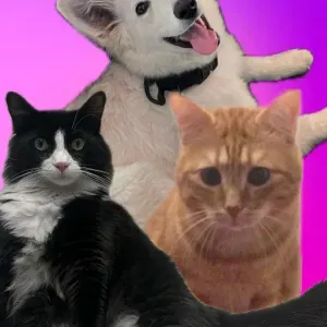 A la recherche d'un.e pet-sitter pour mes deux chats