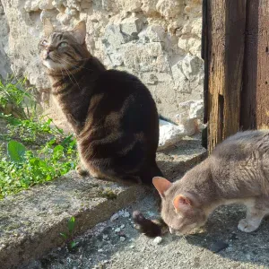 À la recherche d'une ou d'un petsitter pendant mes vacances