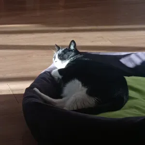 Pet sitting services in Lisbons e arredores