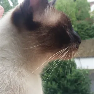 Je m'occupe de vos animaux comme si c'étaient les miens :)