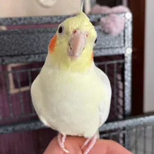 Pet sitting a Belluno per cani e animali esotici