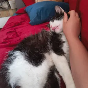 Pet-Sitter à Dax ! N'hésitez pas !