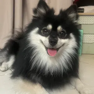 Cherche garde pour petit chien du lundi au vendredi  