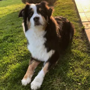 Garde chien à domicile / Pet-Sitter 