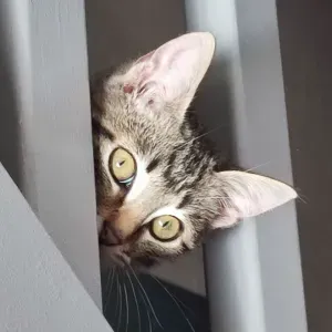 Pet-sitter à Theix et ses alentours