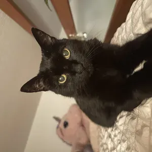 Garde de un chat au domicile du propriétaire