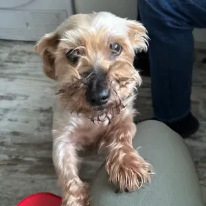 A la recherche d une personne pour garder mon chien 