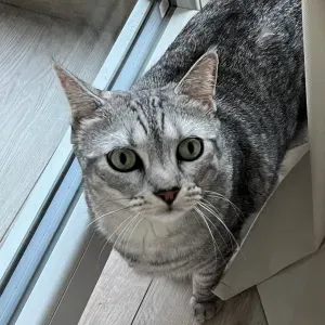 Catsitter pour Stitch