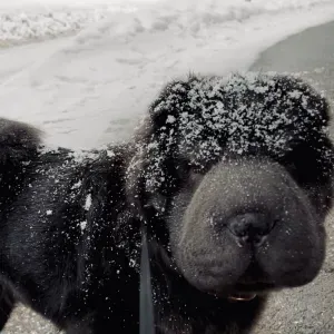 Femme de ménage + chien à sortir 