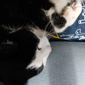 Visite et promenade d' animaux 