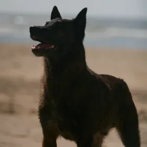 Procuro um dog sitter