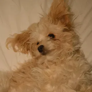 Responsible Cleaner in Noordwijk 