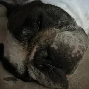 Emploi de Petsitter Le Mans