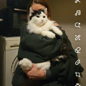 Cat sitting loving and caring animal lover