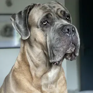 Emploi de Petsitter Colombelles