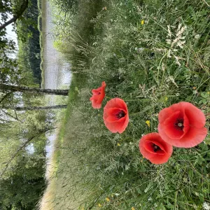  Femme sérieuse et de confiance 
