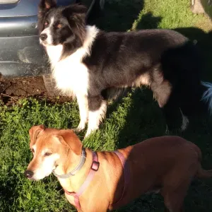 Petsitter à Merckeghem dans l'audomarois Hauts-de-France 