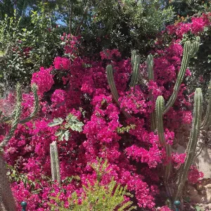 je suis aide à domicile