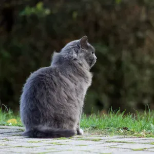 Visites et balades pour vos animaux