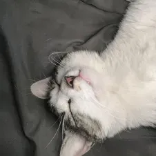 Je suis étudiante en alternance