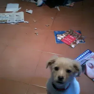 Addetta alle pulizie zona Rieti e dintorni 