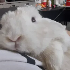 Garde de lapins/cochons d'Inde sur Montpellier 