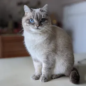 Garde et promenade d'animaux été 2022