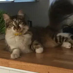 Poste pour un(e) dog-sitter - Petsitter à Pont-Sainte-Ma...